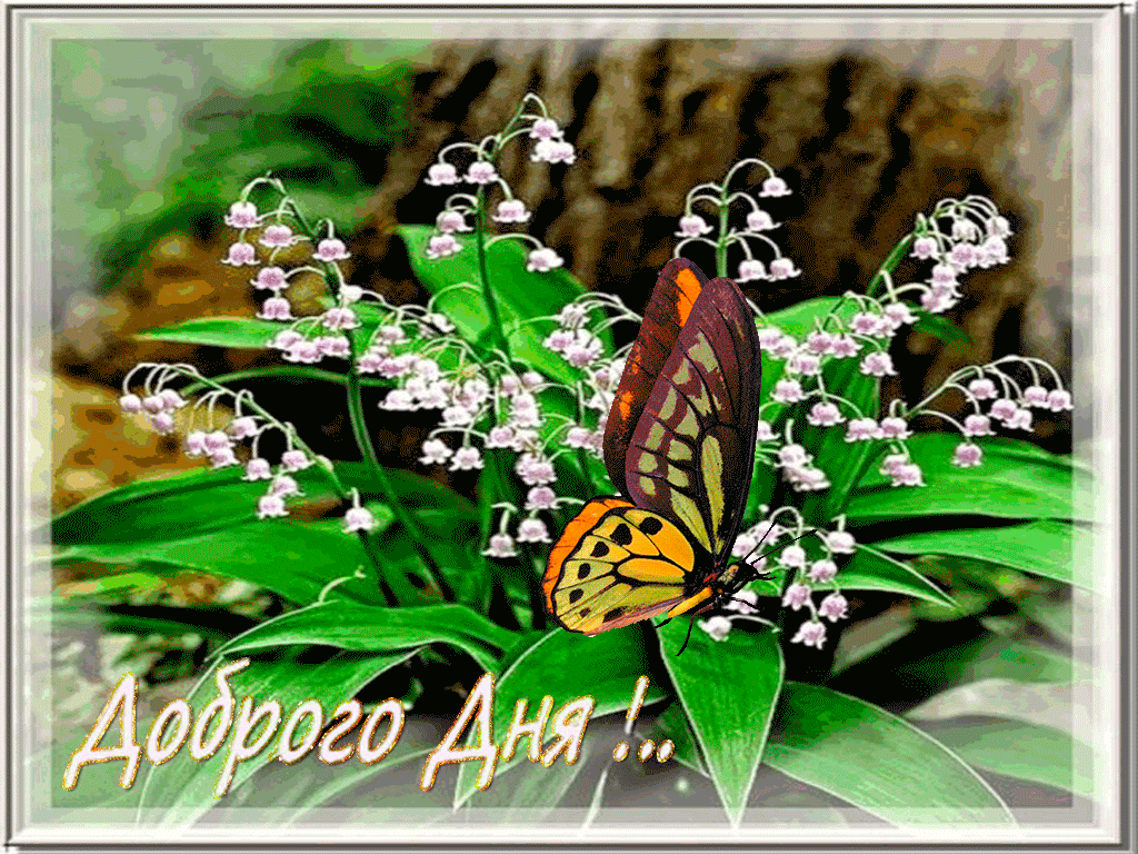 Доброго весеннего дня. Пожелания доброго утра с бабочками. Открытки хорошего дня с природой. Доброе утро хорошего дня Ландыши. Доброе весеннее утро гифки с пожеланиями красивые