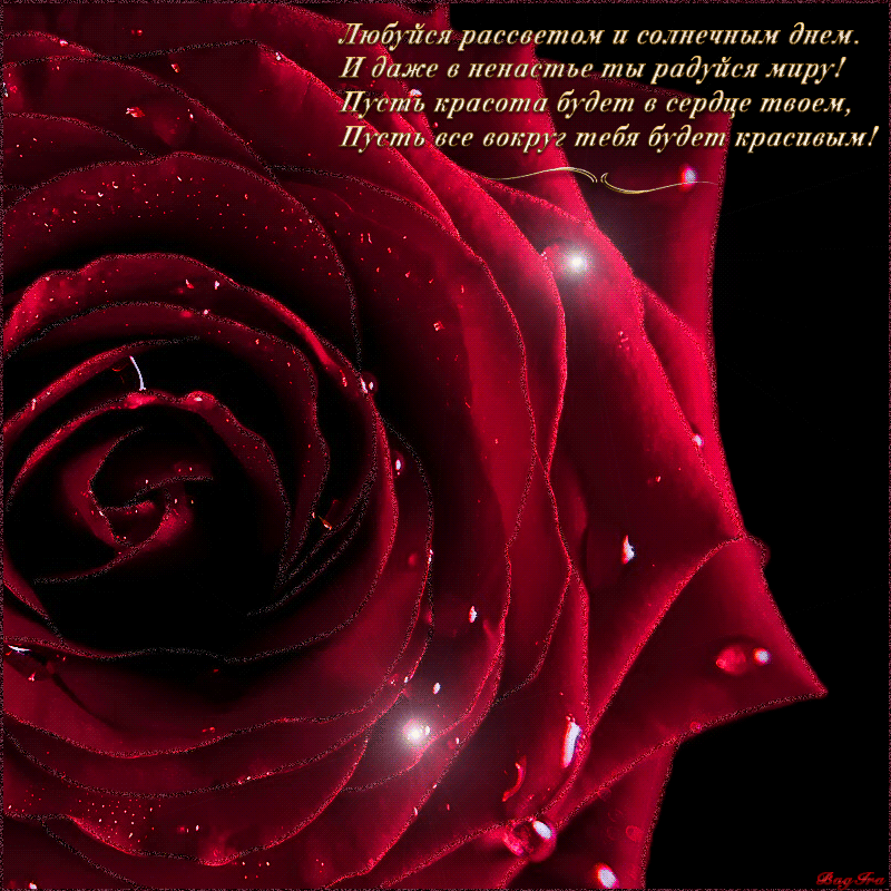 Красивые розы стихи. Красивые стихи про розы. Прекрасное розы и стихи. Стих про розу. Красивые открытки с розами розами и стихами.