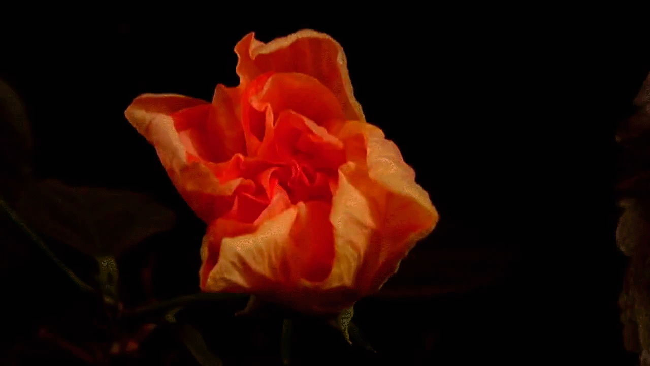 Распускающийся цветок