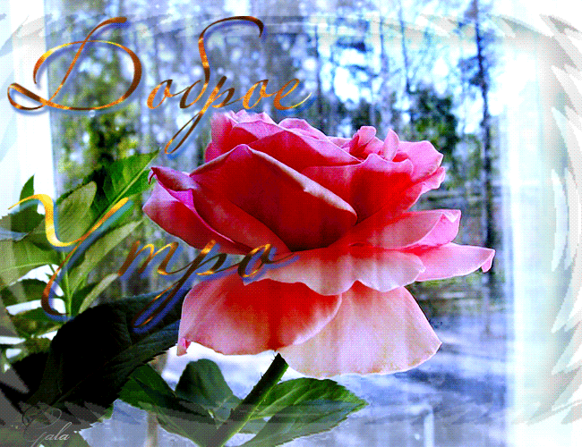 Цветы утром гифы. Доброе утро розы. Открытки доброе утро с розами. С добрым утром цветы мерцающие. С добрым утром розы.