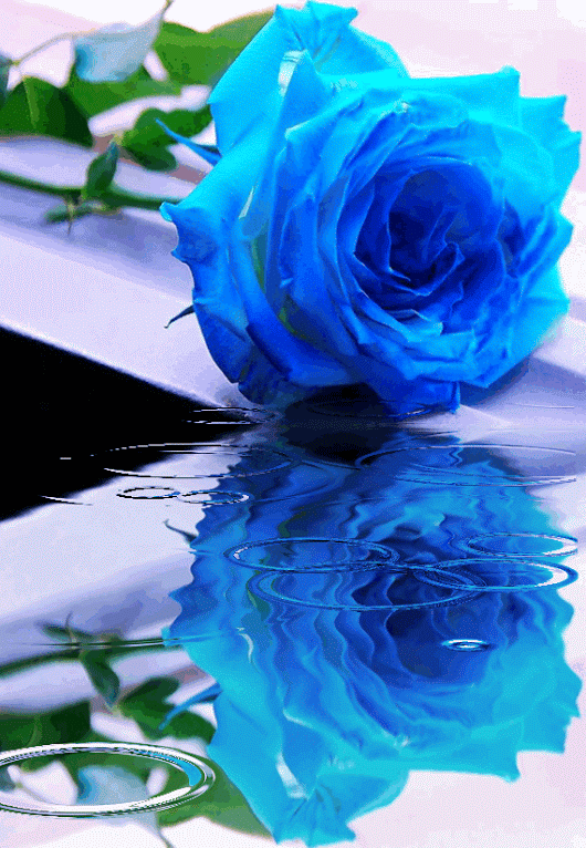 Здравствуй как ты живешь синяя. Синие живые цветы. Красивые синие розы. Синие розы живые.