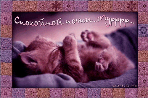 Гифки котиков спокойной ночи. Открытка сладких снов с котенком. Приятных снов котенок. Сладких снов котенок. Прикольные пожелания спокойной ночи.
