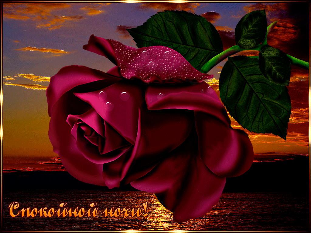 Доброго вечера красивые розы. Цветы вечер. Цветы на ночь любимой. Доброй ночи с розами и пожеланиями. Добрый вечер цветы.