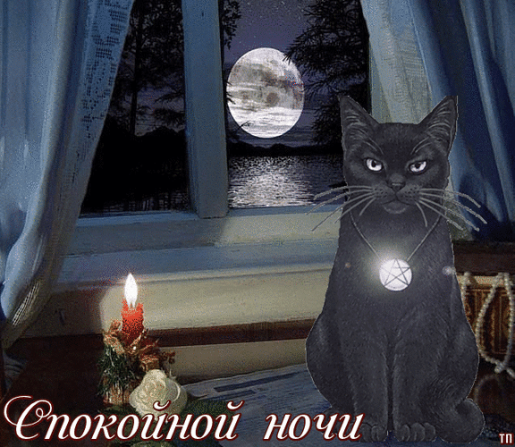 Гифки котиков спокойной ночи. Доброй зимней ночи с котятами. Кот вечером. Доброй ночи с животными. Спокойной ночи с кошками.