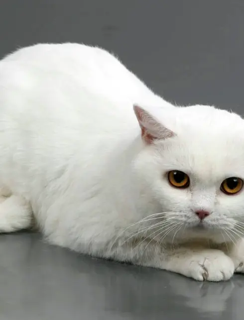 Британская кошка белая