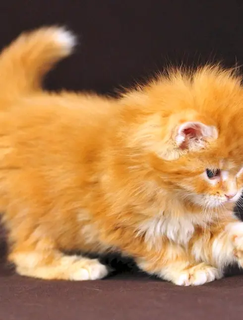 Британский длинношерстный котенок рыжий