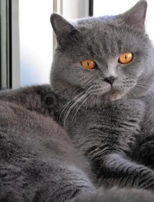 Британский кот прямоухий серый