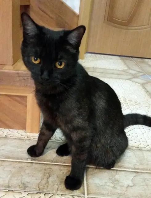Черная кошка дворняжка