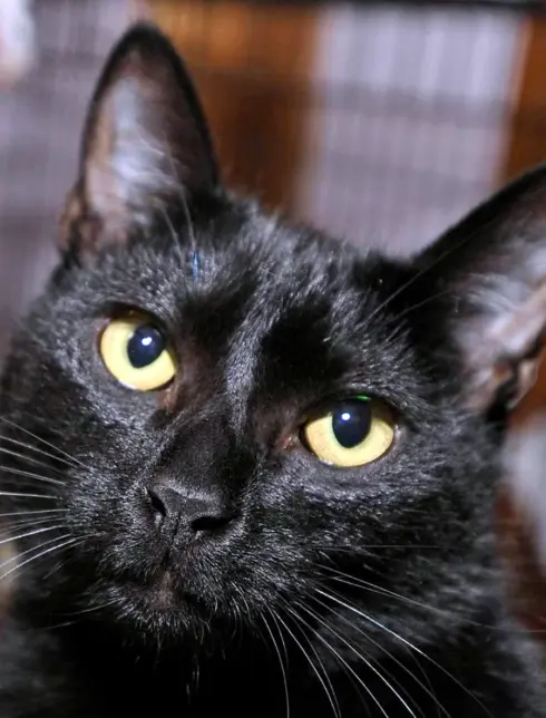 Черный сиамский кот