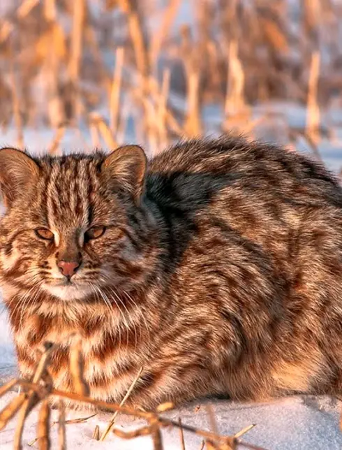 Дальневосточный Амурский Лесной кот