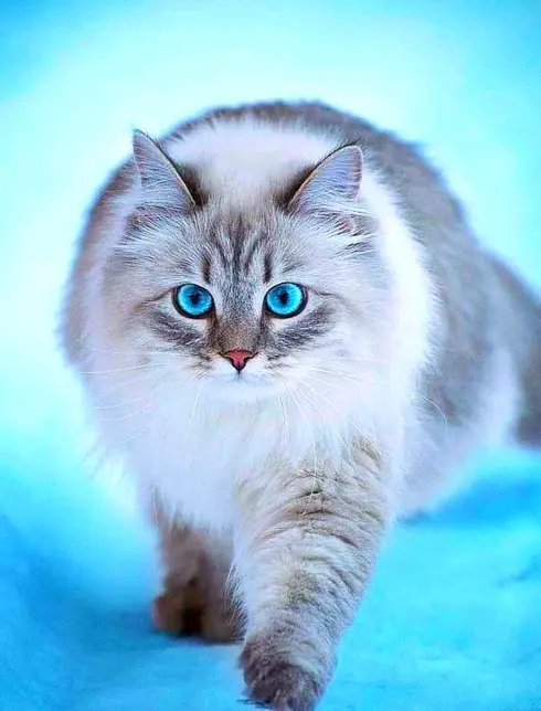 Голубая Сибирская Сибирская кошка