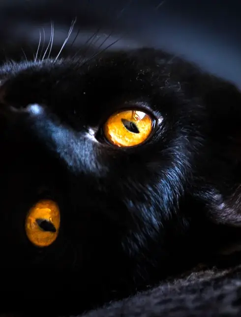 Янтарные глаза у кошки шотландской вислоухой