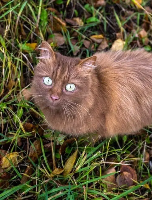 Каштановая Сибирская кошка
