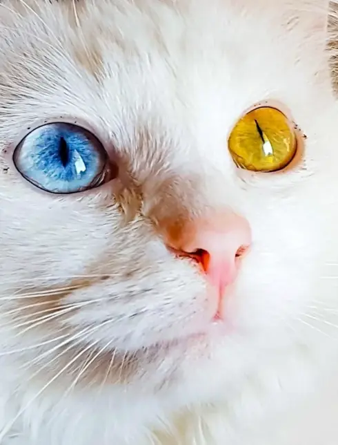 Кошачьи глаза гетерохромия