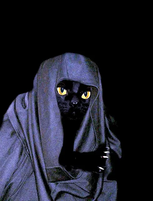 Кот в черном плаще