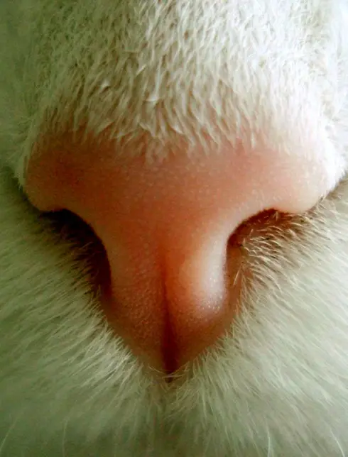 Нос кота