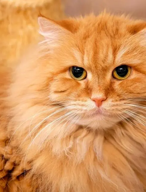 Перс кошка рыжая