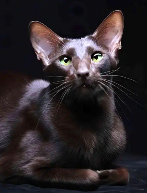 Порода кошек Гавана Браун