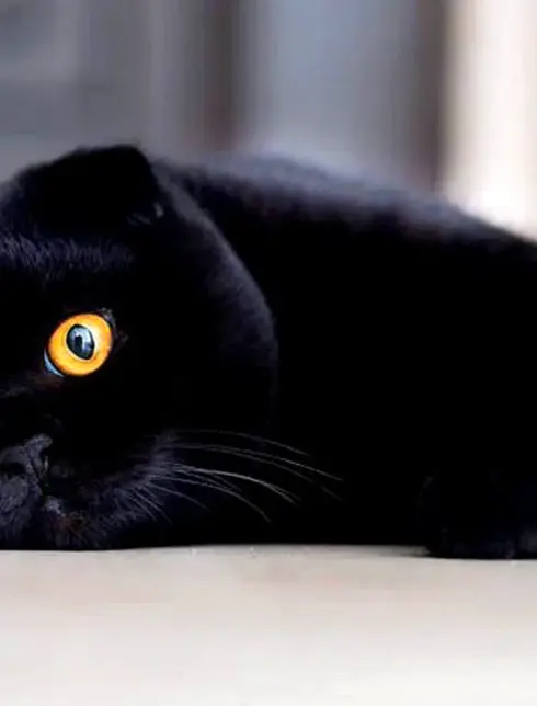 Шотландский вислоухий кот черный