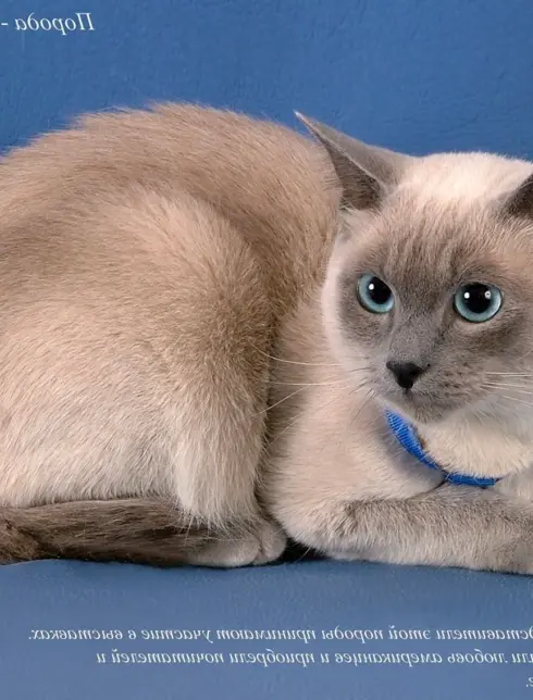 Тонкинская кошка голубая норка